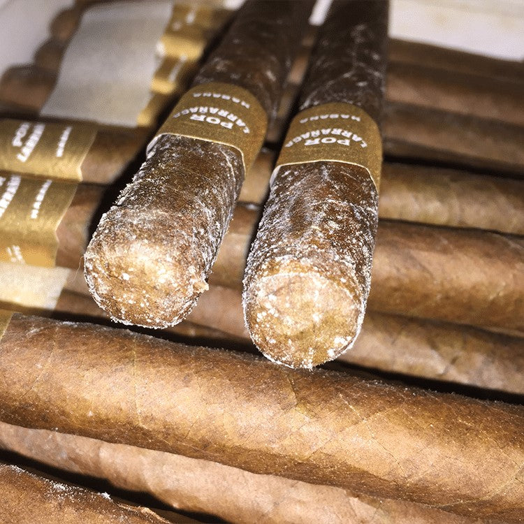 tobacco plume vs mold White Spots on Cigars: Plume vs. Mold