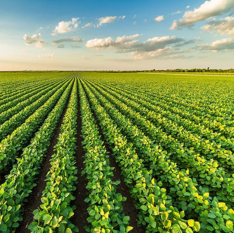 Optimal Conditions for Long-Term Seed Storage